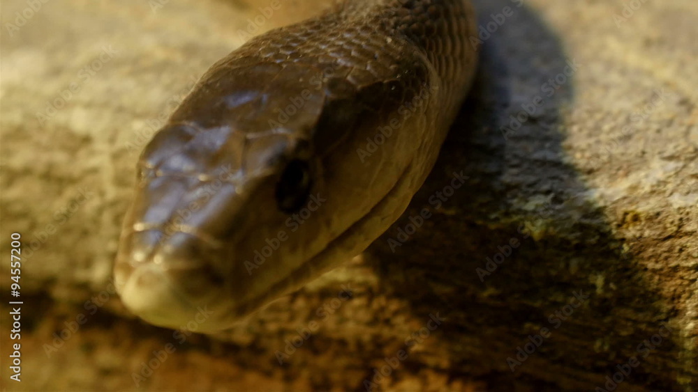 A brown shiny scaley snake crawling. This kind of snakes are one of the dangerous kind A brown shiny scaley snake crawling. This kind of snakes are one of the dangerous kind