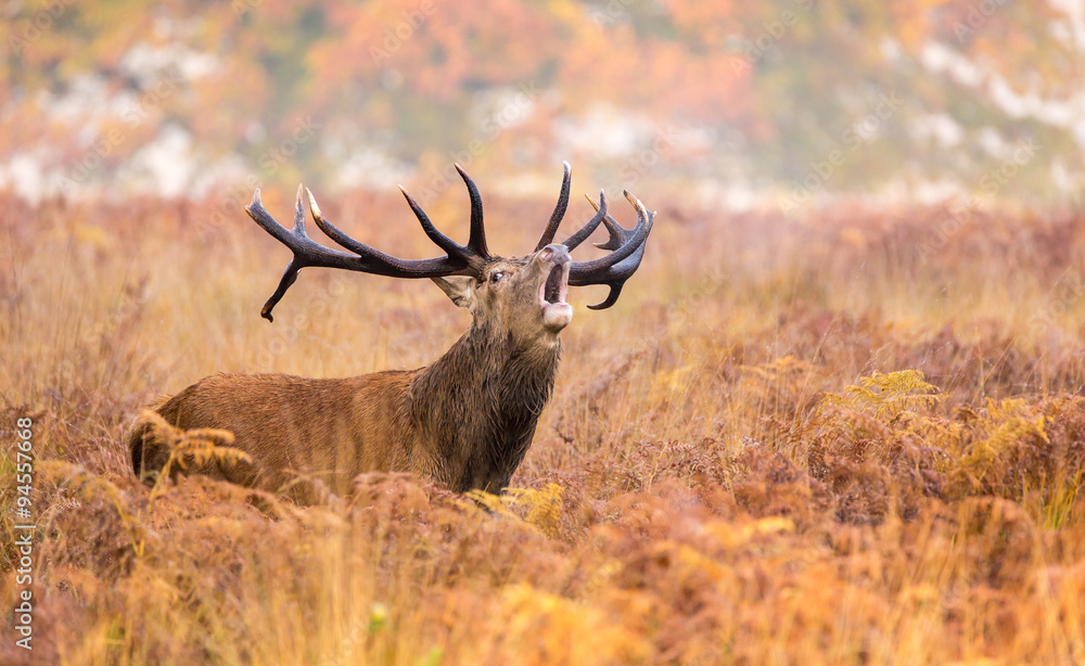 Fototapeta premium Large red deer stag standing calling in the autumn bracken one autumn morning