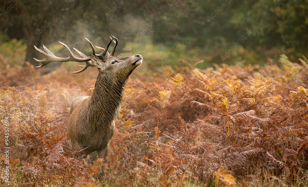 Fototapeta premium Red deer stag standing in the autumn bracken smelling the air