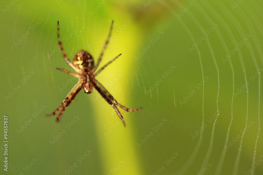 Spider close up on yellow background. Spider close up on yellow background.