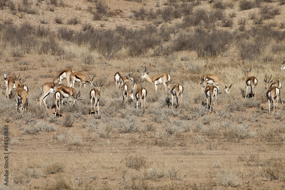 Springbok, Antidorcas marsupialis, Kalahari, South Africa Springbok, Antidorcas marsupialis, Kalahari, South Africa