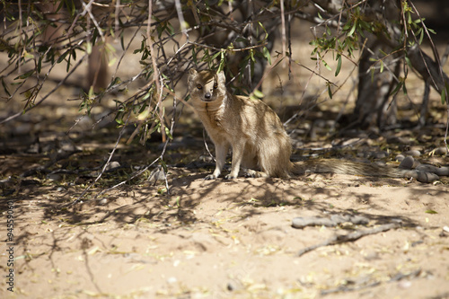 Yellow Mongoose, Cynictis penicillata,Gemsbok National Park, South Africa