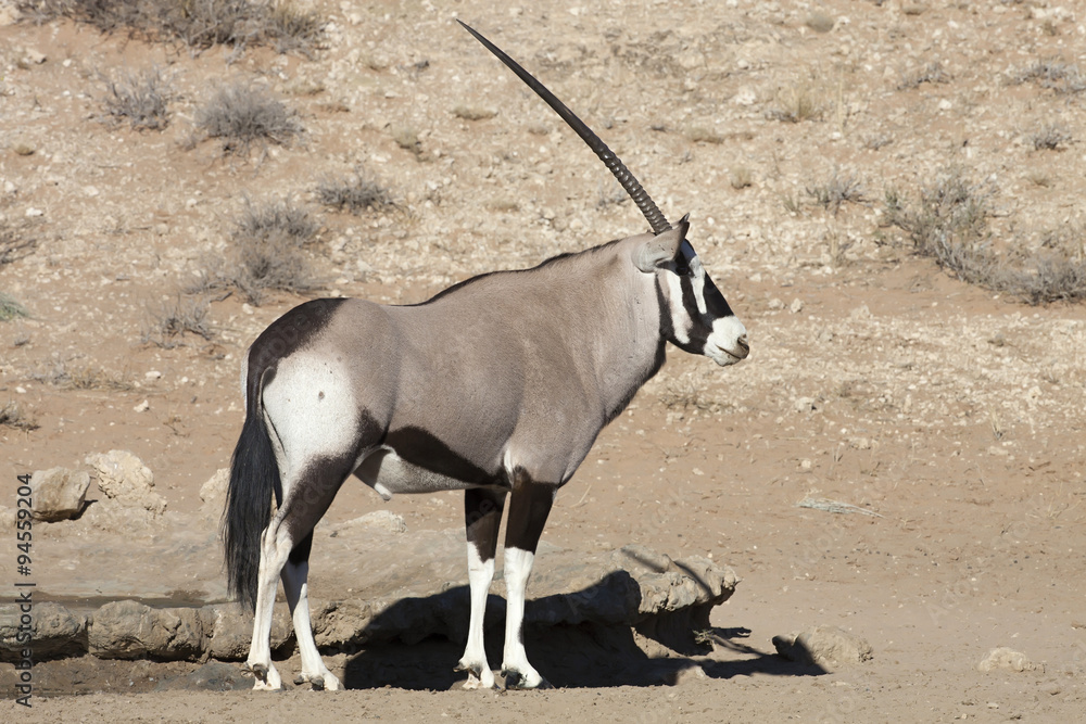 Gemsbok, Oryx gazela, Gemsbok National Park, South Africa Gemsbok, Oryx gazela, Gemsbok National Park, South Africa