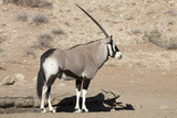 Gemsbok, Oryx gazela, Gemsbok National Park, South Africa