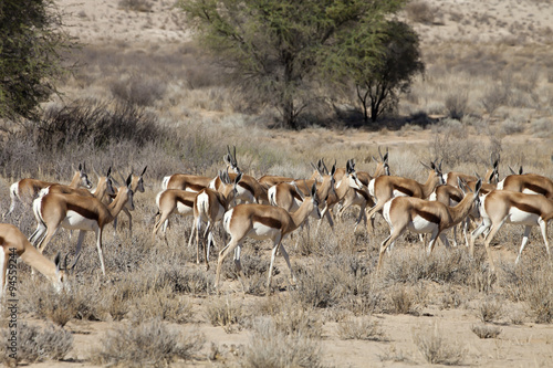 Springbok, Antidorcas marsupialis, Kalahari, South Africa
