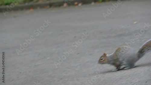A jumping squirrel on the road inside the cemetery. Then stops on the middle of the road