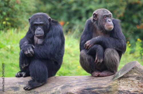 Fotobehang zwei Schimpansen