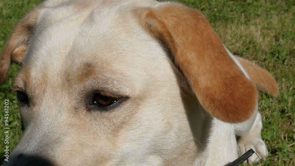 Close up of the face of the labrador retriever dog. Showing its moisty nose and big tounge Close up of the face of the labrador retriever dog. Showing its moisty nose and big tounge