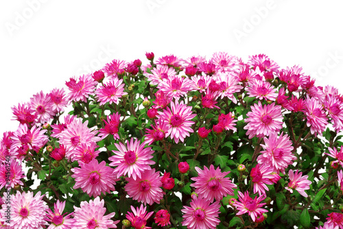 Bouquet of pink flowers of chrysanthemums