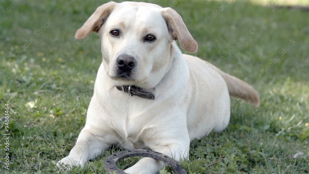 A labrador retriever dog with a horshoe laying on the green grass A labrador retriever dog with a horshoe laying on the green grass