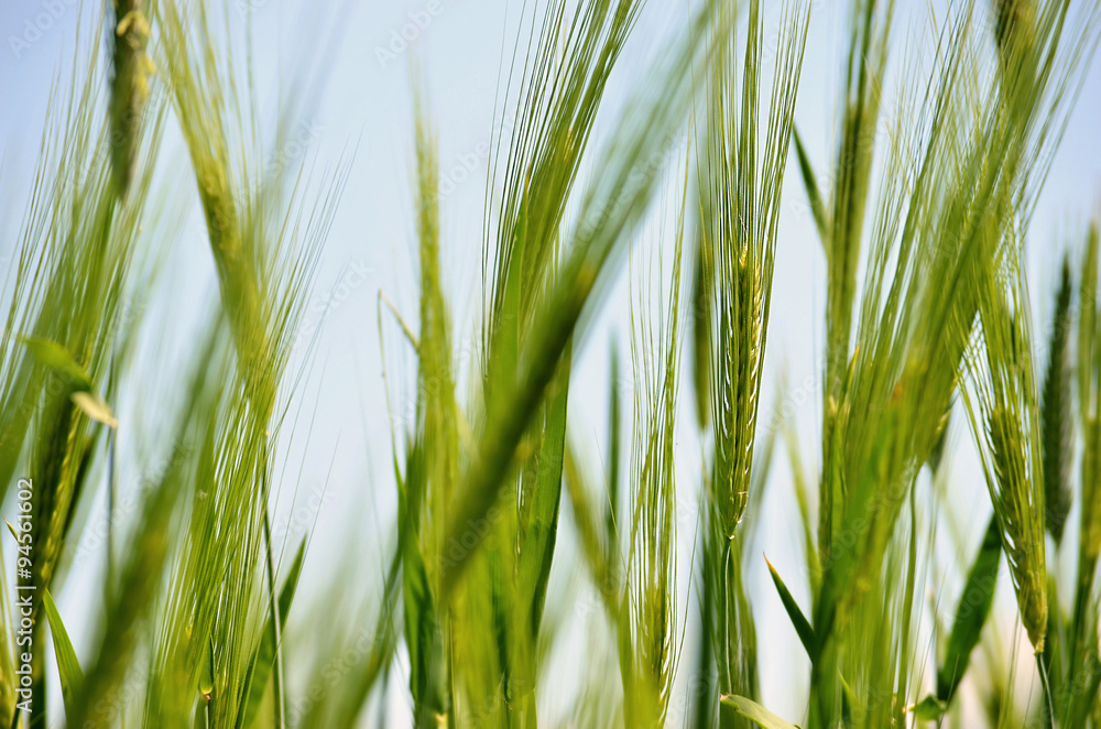 Fototapeta premium ears of wheat. green