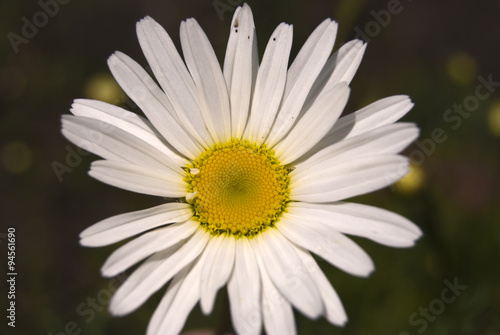 Chamomile