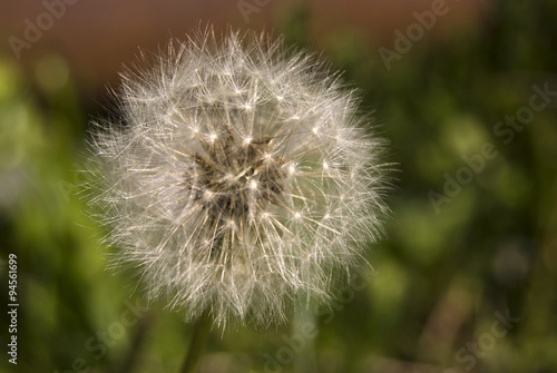 Dandelion