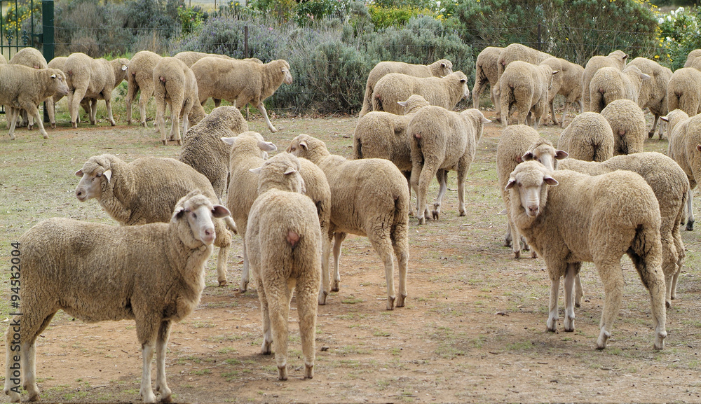 Australia, flock of sheep Australia, flock of sheep
