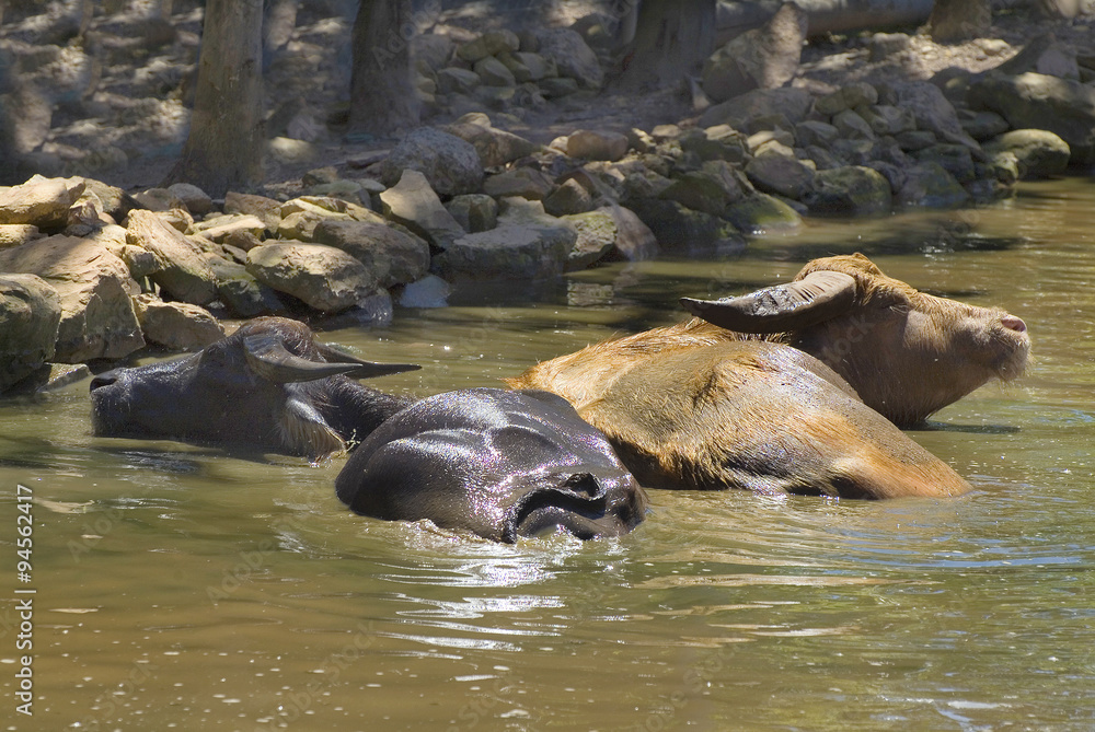 Fototapeta premium Australia, Zoology