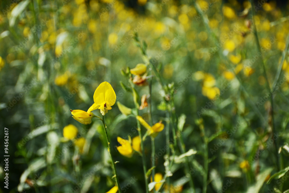 Obraz premium flower in park