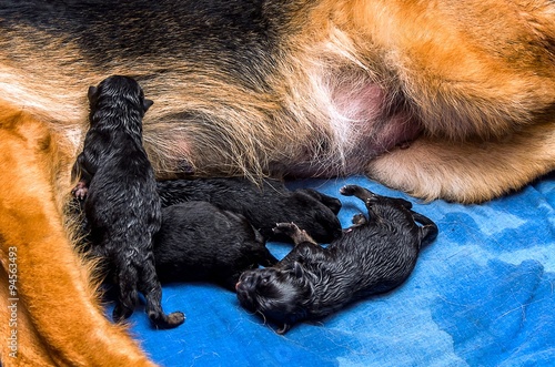 German shepherd puppies born