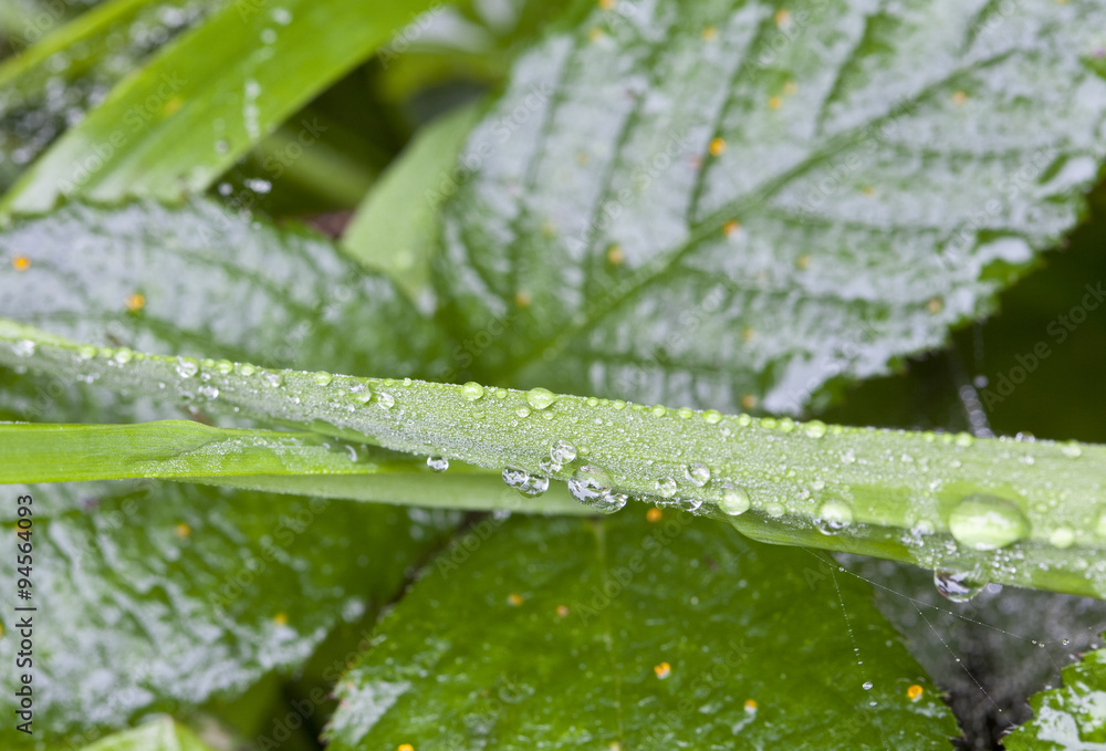 Rain and Grass. Rain drops grow bigger as the rain keeps falling. The background leaves are wet and glisten with the continuing rain. Rain and Grass. Rain drops grow bigger as the rain keeps falling. The background leaves are wet and glisten with the continuing rain.
