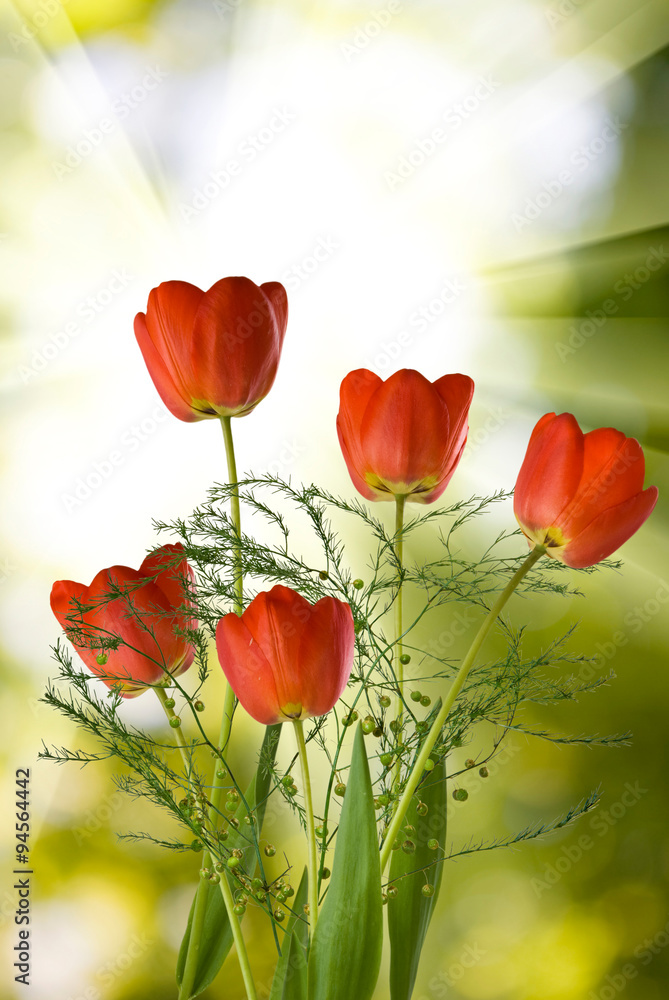 Fototapeta premium many beautiful tulips in the garden