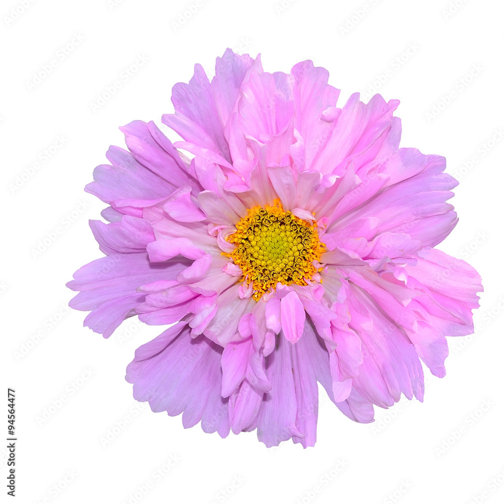 One pink Cosmos flower One pink Cosmos flower