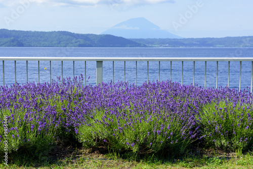 beautiful lavender flowers blossom in the garden © NorGal