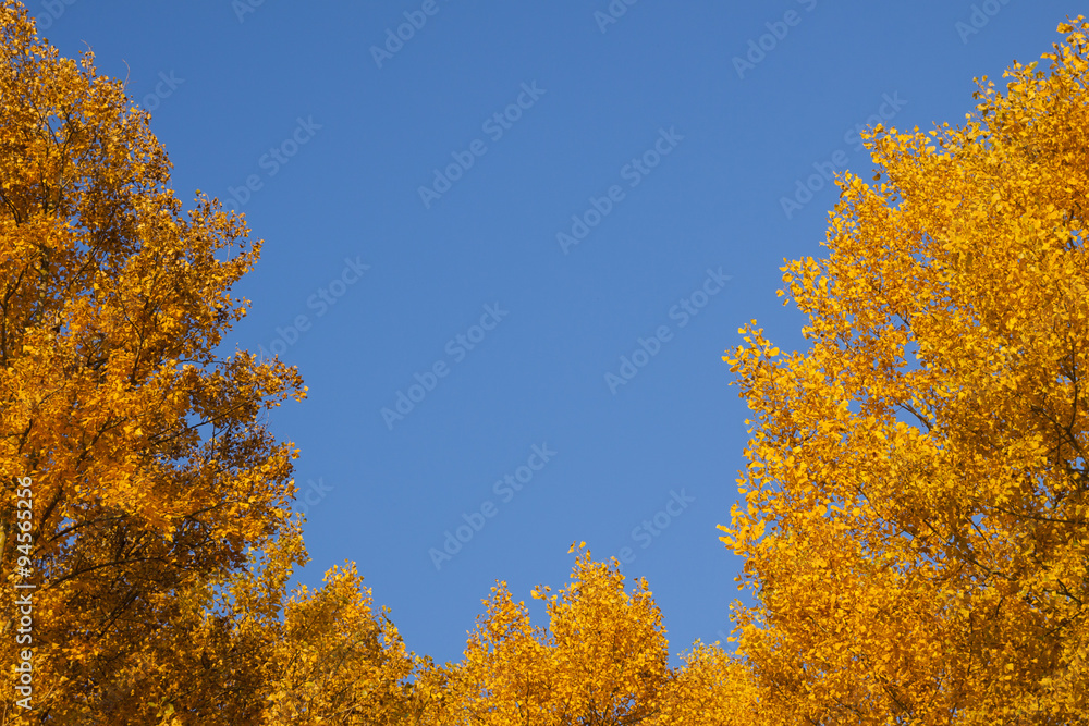 Autumn tree leaves against blue sky