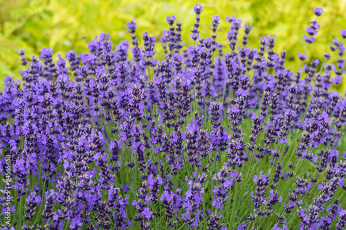 beautiful lavender flowers blossom in the garden