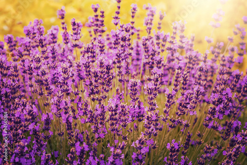 beautiful lavender flowers blossom in the garden