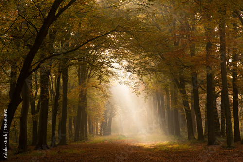 Autumn forest © VanderWolf Images