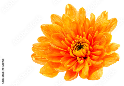 Beautiful orange chrysanthemum