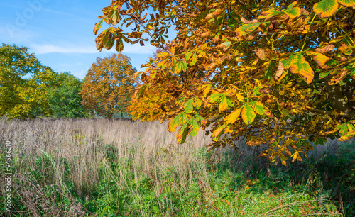 Chestnut tree in a field in autumn colors