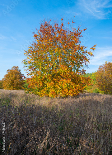 Beech tree in a field in autumn colors
