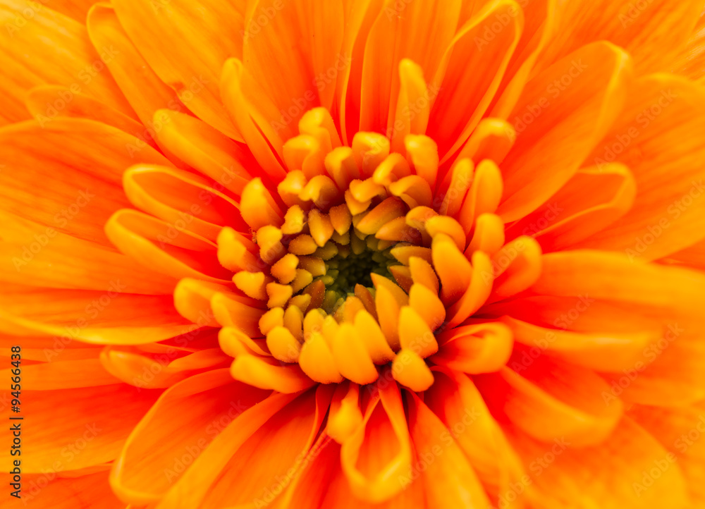 Orange  Chrysanthemum Flower Centre Closeup