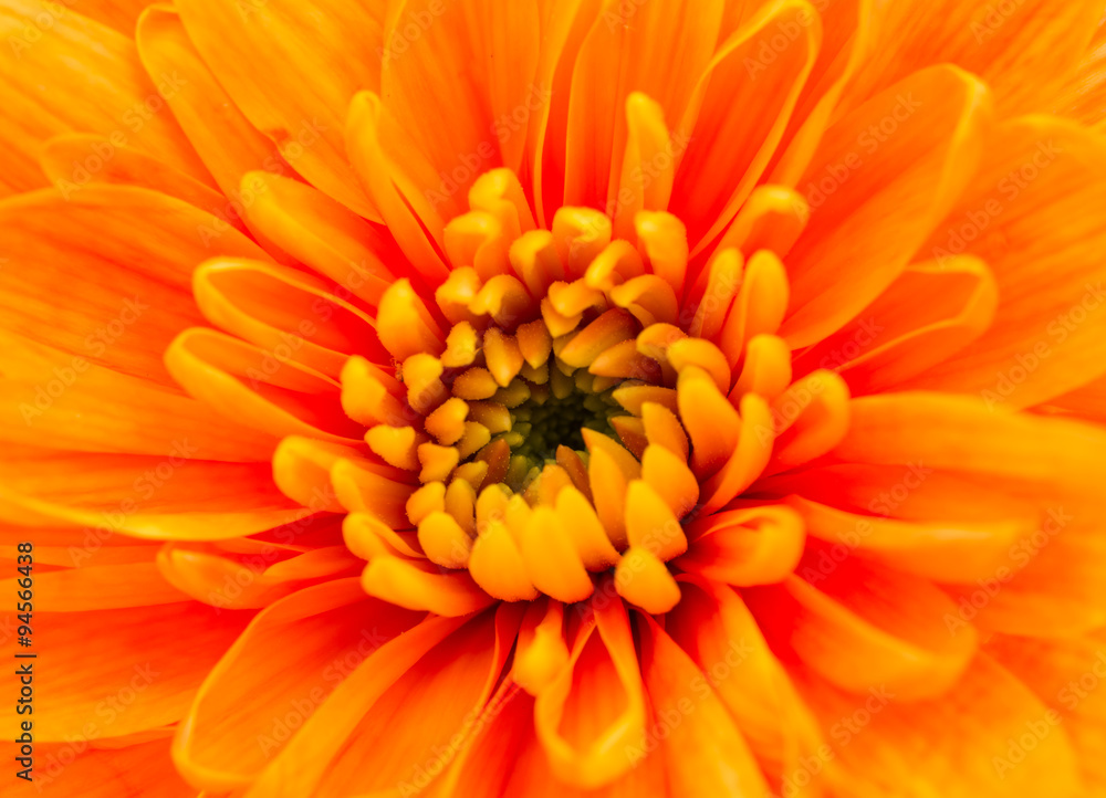 Orange Chrysanthemum Flower Centre Closeup Orange Chrysanthemum Flower Centre Closeup