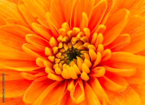 Orange  Chrysanthemum Flower Centre Closeup