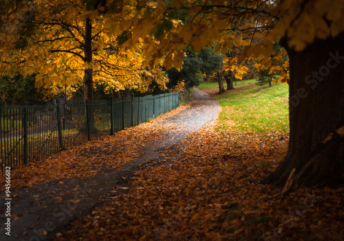 Autumn leaves in Singleton Park Swansea, South Wales.