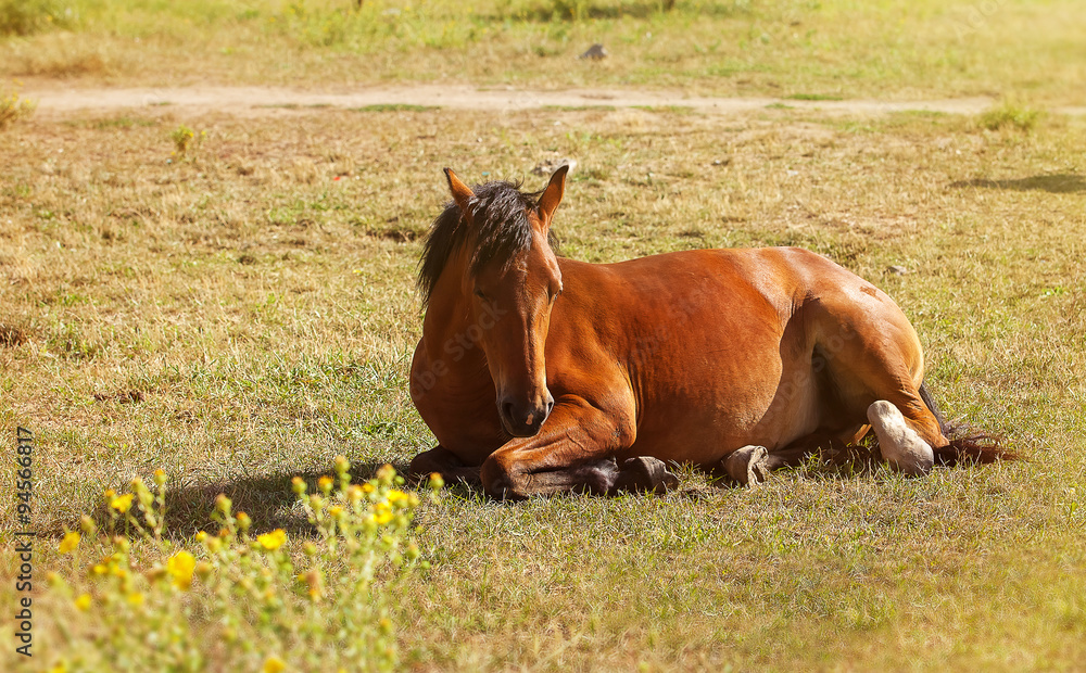 Fototapeta premium Portrait of horse on field