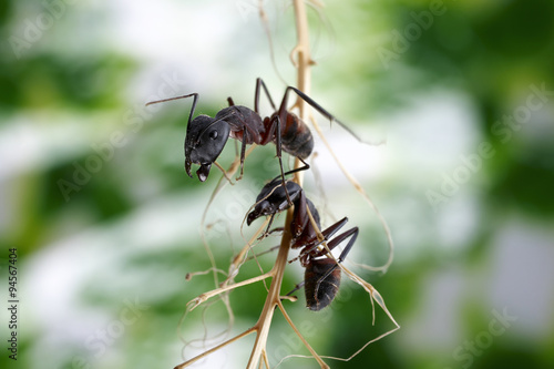 Wallpaper Mural Two ants on a branch Torontodigital.ca