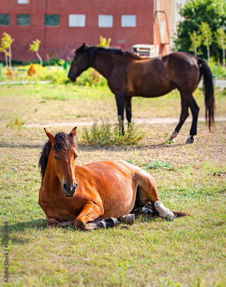 Fototapeta premium Horse in city
