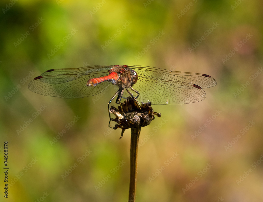 Dragonfly on a twig Dragonfly on a twig