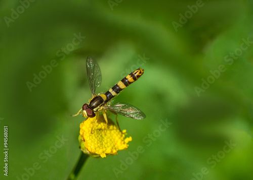 Tableau sur toile Hover fly on a yellow floewr