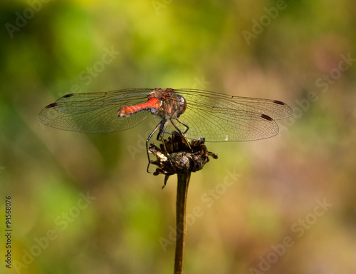Dragonfly on a twig © Kennotaeplae