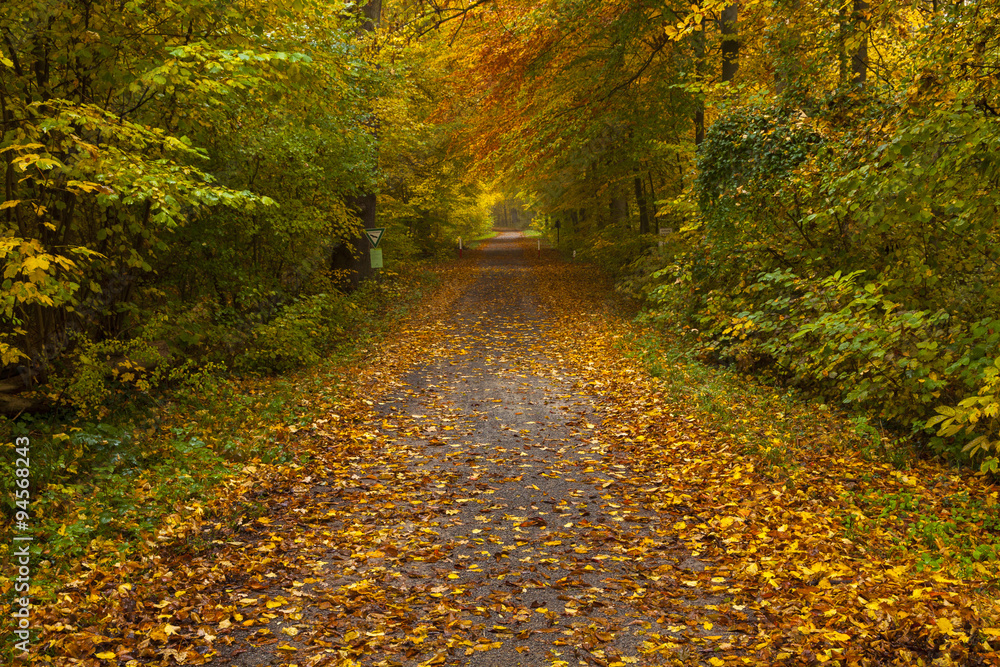 Road through the autumn forest Road through the autumn forest