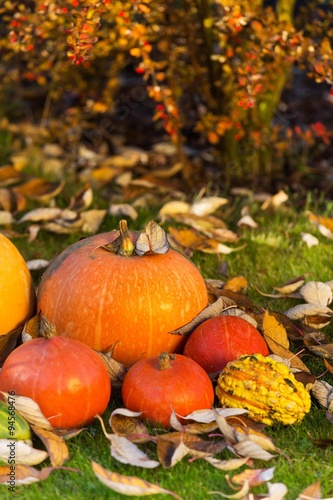 Colorful pumpkins on leaves