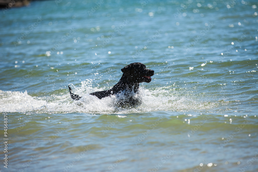 Fototapeta premium Labrador swimming in the water