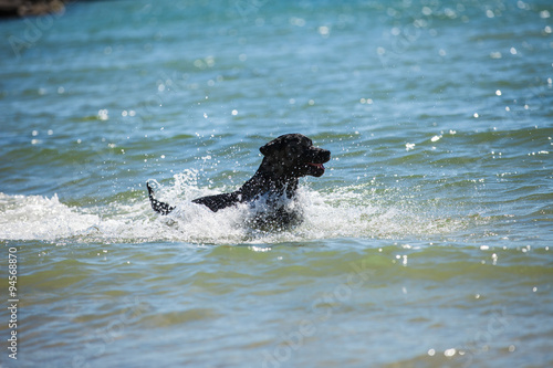 Labrador swimming in the water © liandstudio