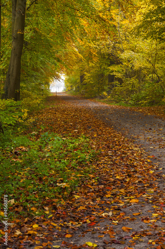 Road through the autumn forest  vertical edit