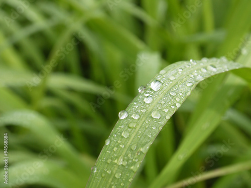 Close-up of a leaf and water drops on it background