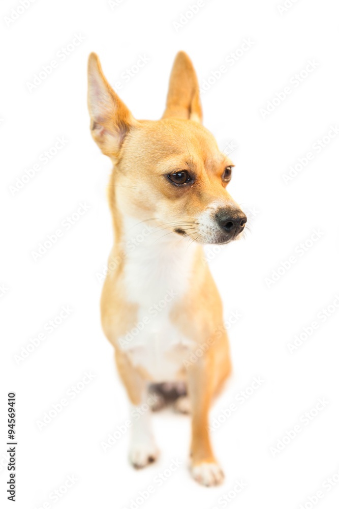 Cute little chihuahua dog