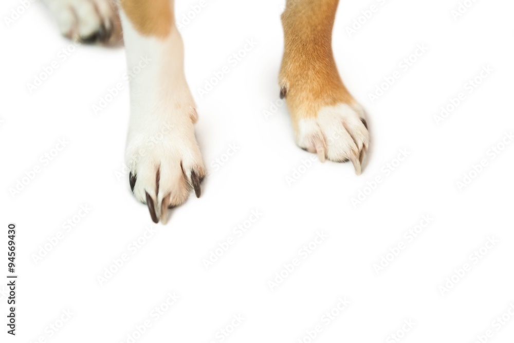 Foto Cute dogs paws